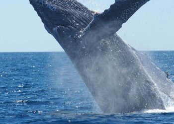 ZERO distingue cinco prioridades para a sustentabilidade dos Oceanos