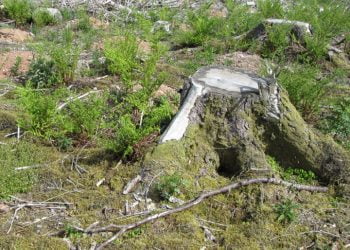 Combate à desertificação é um parente pobre das políticas ambientais em Portugal