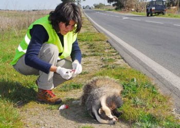 Estudo estima que estradas europeias ameaçam milhões de aves e mamíferos