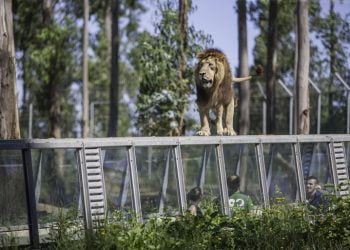 Zoo Santo Inácio celebra 20.º aniversário e presenteia 20 visitantes