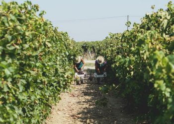 Dona Uva chega à mesa dos portugueses esta semana