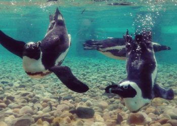 Jardim Zoológico convida todos os visitantes a conhecer as histórias dos “avós zoológicos”
