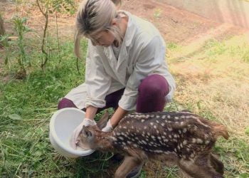 Centros de recuperação de animais selvagens da Quercus receberam 437 animais durante o confinamento
