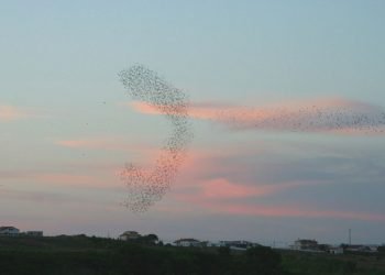 Reserva Natural Local do Paul de Tornada comemora 11 anos