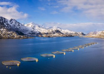 Iluminação LED da Signify ajuda a otimizar o crescimento do peixe e a reduzir o tratamento do piolho do mar até 50%