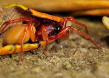 CE3c: Aumento de espécies exóticas pode contribuir para agravar a atual crise de biodiversidade