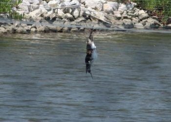 SPEA: “Inação do ICNF resulta em morte lenta de aves”