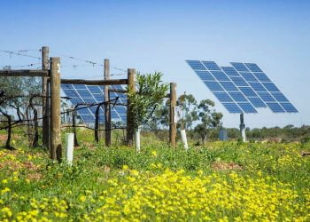 Vinhos do Alentejo lançam certificação de produção sustentável