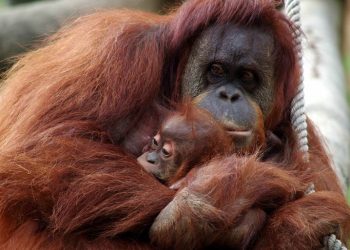 Dia Mundial do Orangotango: Zoo convida a uma viagem pelo Sudeste Asiático