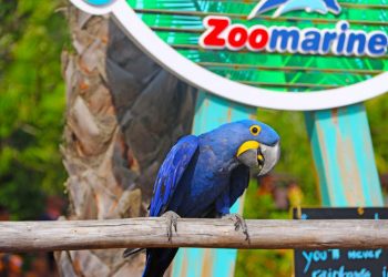 Zoomarine doa 60.000€ ao World Parrot Trust para proteção de aves ameaçadas de extinção