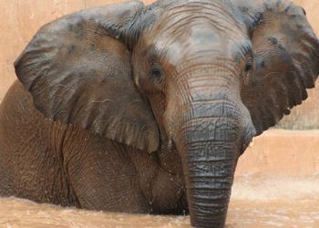 Associação Portuguesa de Zoos e Aquários integra a Global Biodiversity Coalition, lançada pela Comissão Europeia