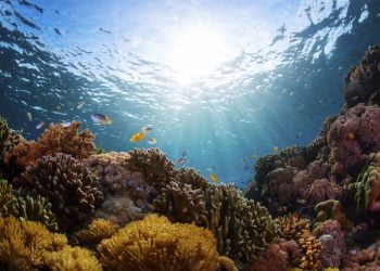 Pesca sustentável ajuda a manter a biodiversidade nos oceanos, diz relatório da ONU