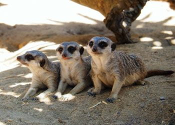 Jardim Zoológico comemora Dia do Animal com descontos e surpresas