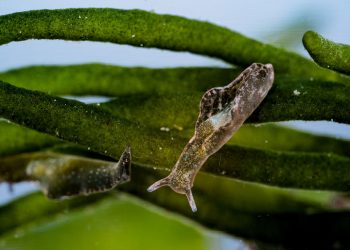 Bolsa de 1,3 milhões para estudo da UA sobre cloroplastos em lesmas marinhas