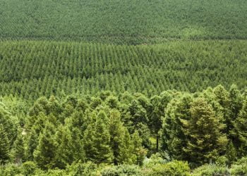 Brambles passa a utilizar apenas madeira com certificação 100% sustentável