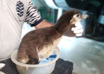 Zazu é o mais recente residente do Oceanário de Lisboa