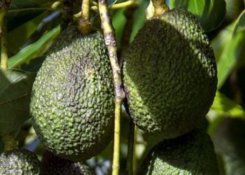 Aljezur manifesta preocupação com a chegada “mono agricultura” do abacate ao concelho