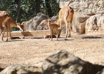Durante o mês de outubro nasceram nove espécies no Jardim Zoológico