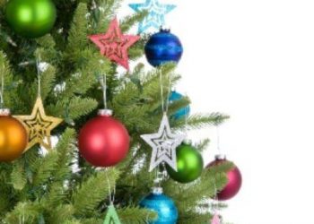 Arcos de Valdevez evita destruição da floresta ao oferecer “Pinheiros de Natal” à população