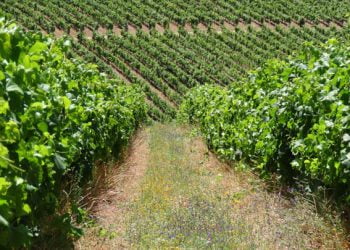 Colinas do Douro acentua compromisso ecológico com aprovação de fundo ambiental