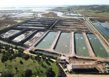 Aquacultura sustentável em Alvor vai produzir 500 toneladas de peixe por ano