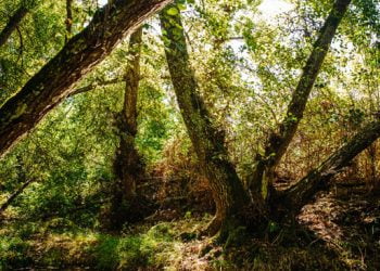 Florestas.pt promove sessões de formação sobre os ecossistemas florestais portugueses