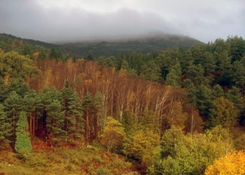 ICNF anuncia investimento de mais de 500 mil euros na Mata do Ramiscal e na Mata do Mezio