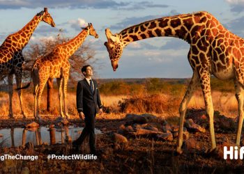 Campanha da Hi Fly quer combater tráfico de animais selvagens