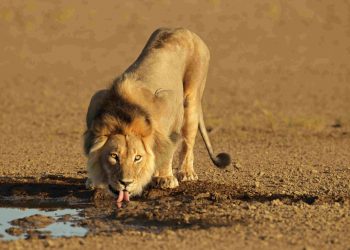 Programa online do Jardim Zoológico desafia participantes a conhecer melhor a Natureza