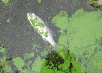 “É necessário repensar o modelo de gestão de água no país”, alerta GEOTA