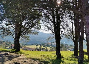 Projeto da UA quer operacionalizar uma metodologia e agenda de participação pública para as Matas do Litoral