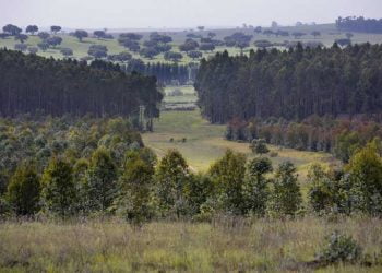rePLANT vai tornar a floresta portuguesa mais segura e inovadora