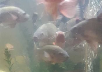 Investigador da Universidade de Aveiro faz parte da equipa que analisa impacte da Covid-19 na aquacultura mundial