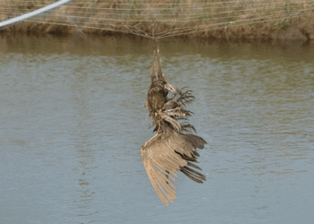 Aves continuam a morrer perante inação das autoridades, alertam associações