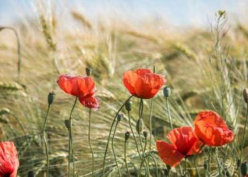 “Só mil milhões de euros para a Agricultura Biológica podem assegurar o cumprimento da Estratégia do Prado ao Prato”, diz ZERO