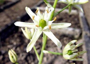 Redescobertas 17 espécies europeias de plantas antes consideradas extintas