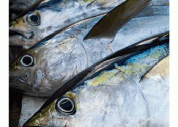 MSC regista crescimento de 38% no volume de produtos à base de atum com o selo azul