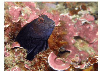 Já foi entregue ao Governo a proposta de criação da primeira Área Marinha Protegida de Interesse Comunitário em Portugal