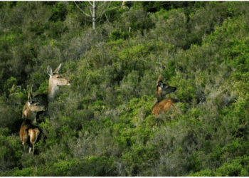 Projeto CIUS quer dotar município de Penela com mais conhecimento sobre espécies de ungulados
