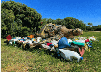 SEA LIFE Porto celebra o Dia Mundial da Tartaruga dando nova vida aos materiais descartáveis