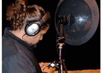 SPEA: Som das aves marinhas pode ser fundamental para aumentar conhecimento de espécies desconhecidas