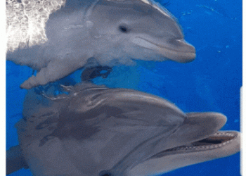 NEO é a nova criança do Zoomarine