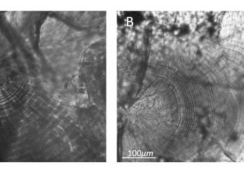 Robalos nascem cada vez mais tarde com o aumento da temperatura do mar, revela estudo