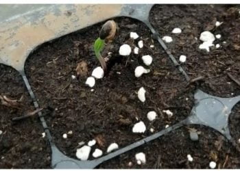 Projeto EXOPINUS do Centro PINUS começa a dar primeiros frutos