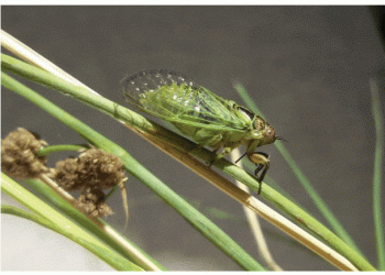 Projeto “Cigarras de Portugal” quer descobrir algumas das cigarras menos conhecidas de Portugal