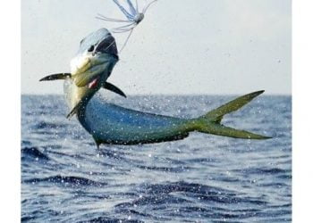 DGRM e IMR lançam questionário centrado na atividade de Pesca Lúdica