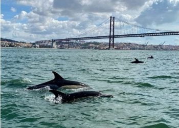 Oceanário de Lisboa lança experiência com golfinhos no rio Tejo