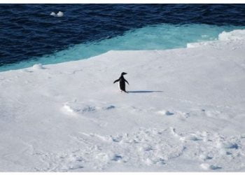 Estudo deteta presença generalizada de microplásticos em pinguins da Antártida há mais de 15 anos