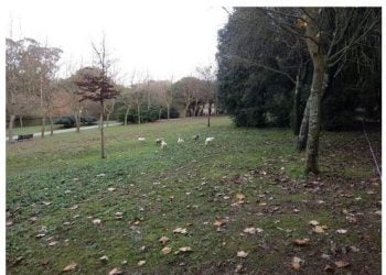 Há biodiversidade escondida nos parques e jardins de 56 cidades à volta do mundo, revela estudo