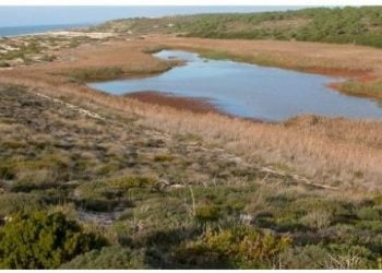 “É urgente impedir a extinção de espécies ameaçadas”, alertam associações